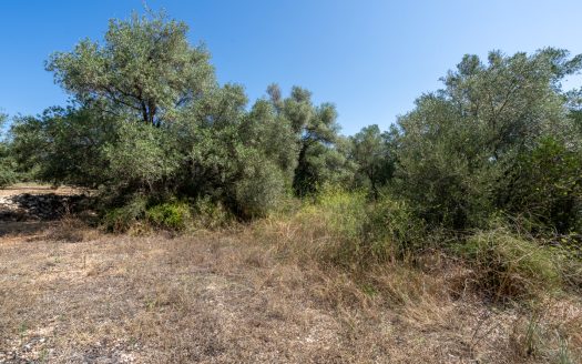 Land clearing work (253)