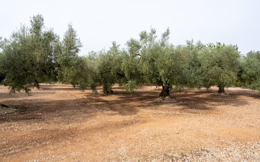 An olive-tree property with irrigation water (276)