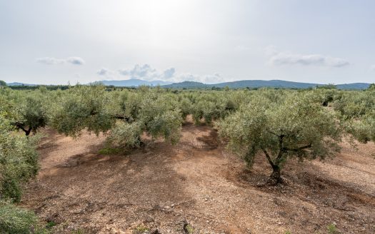 An olive-tree property with irrigation water (276)