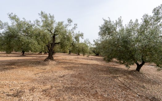 An olive-tree property with irrigation water (276)