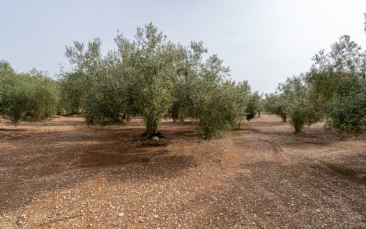 An olive-tree property with irrigation water (276)