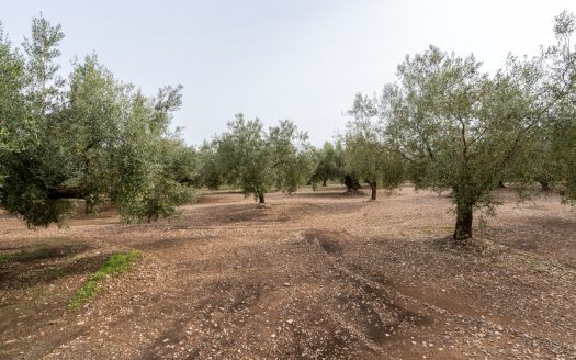 An olive-tree property with irrigation water (276)