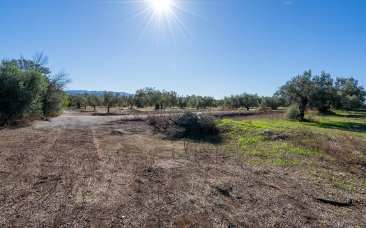 Finca d’oliveres sense edificació (287)