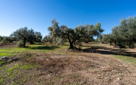 Finca d’oliveres sense edificació (287)