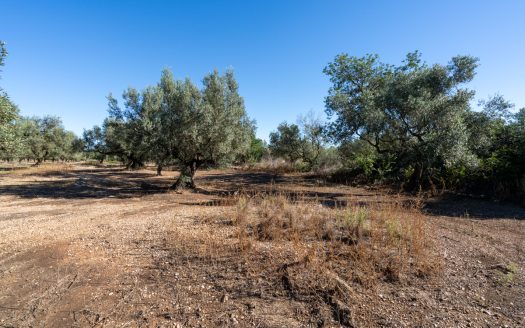 Finca d’oliveres sense edificació (287)