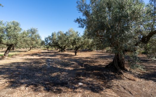 Finca d’oliveres sense edificació (287)