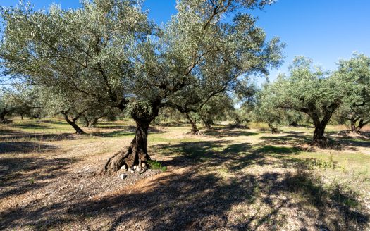 Finca d’oliveres sense edificació (287)