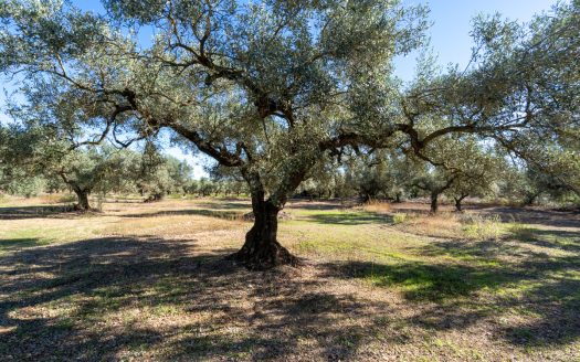 Finca d’oliveres sense edificació (287)