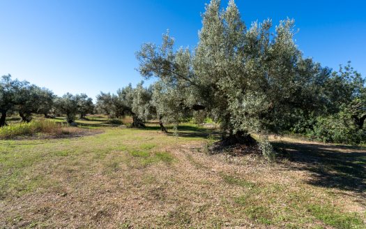 Finca d’oliveres sense edificació (287)
