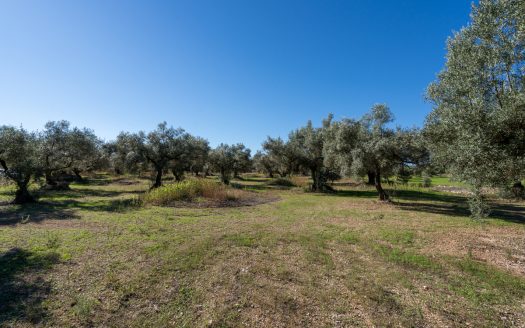 Finca d’oliveres sense edificació (287)