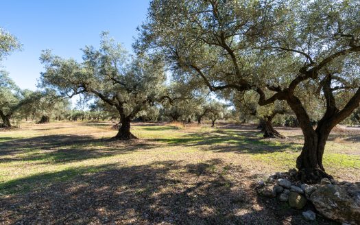 Finca d’oliveres sense edificació (287)