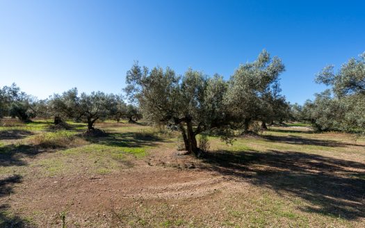 Finca d’oliveres sense edificació (287)