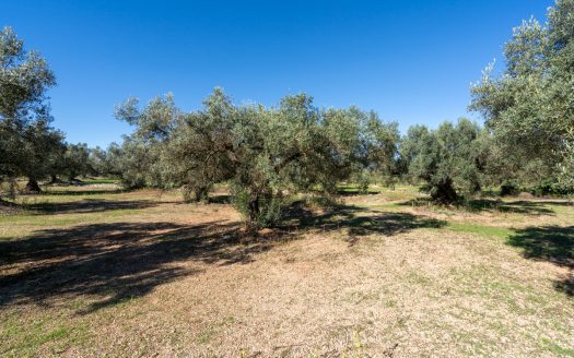 Finca d’oliveres sense edificació (287)