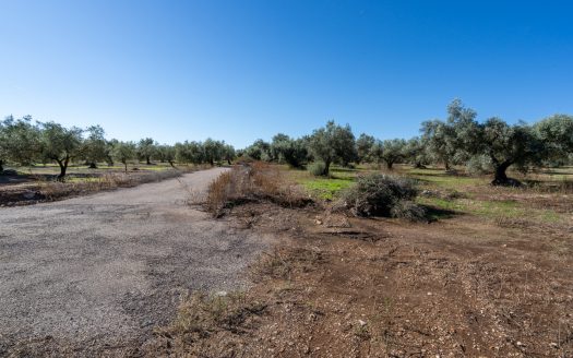 Finca d’oliveres sense edificació (287)