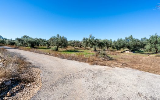 Finca d’oliveres sense edificació (287)