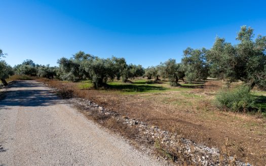 Finca d’oliveres sense edificació (287)