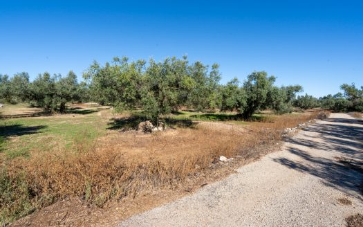 Finca d’oliveres sense edificació (287)