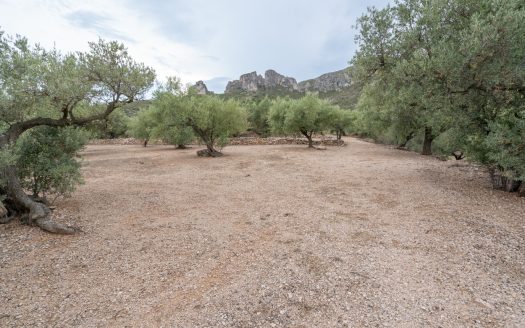 Prop del parc natural (288)