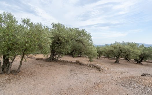 Prop del parc natural (288)