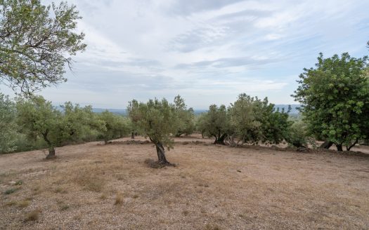 Prop del parc natural (288)