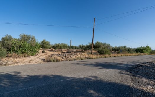 Large olive plantation (290)