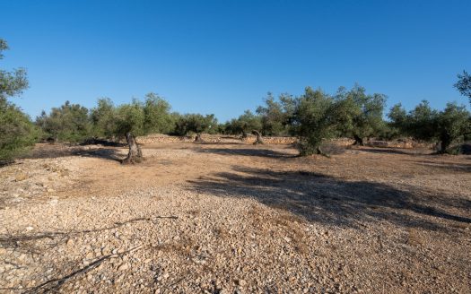 Large olive plantation (290)