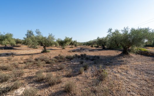 Large olive plantation (290)