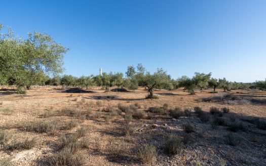 Large olive plantation (290)