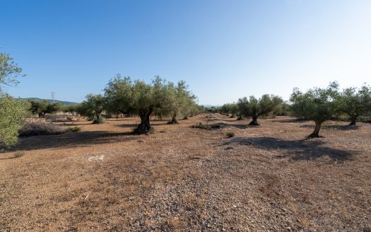 Large olive plantation (290)