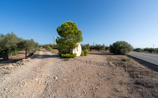 Large olive plantation (290)