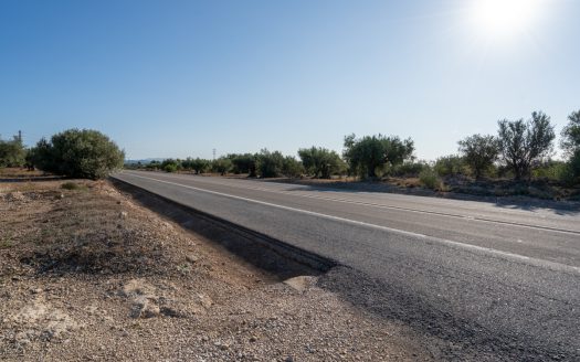 Large olive plantation (290)