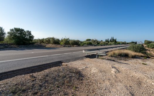 Large olive plantation (290)