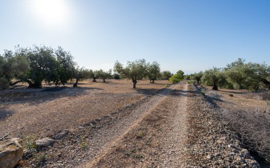 Large olive plantation (290)