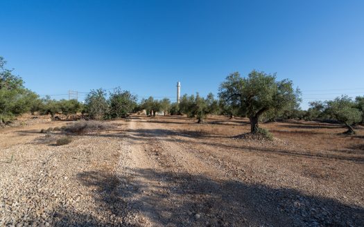 Large olive plantation (290)