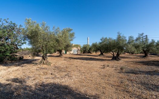 Large olive plantation (290)