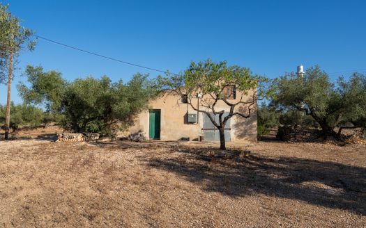 Large olive plantation (290)