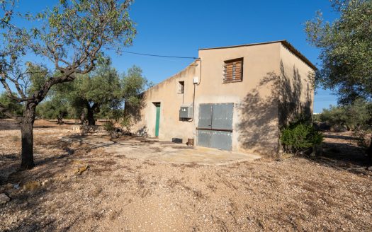 Large olive plantation (290)