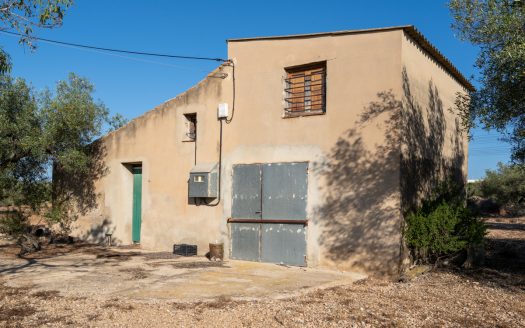 Large olive plantation (290)