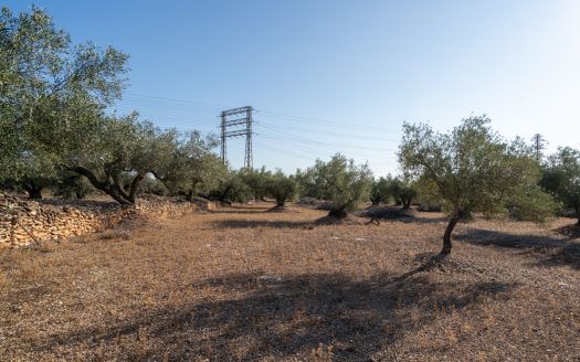 Large olive plantation (290)