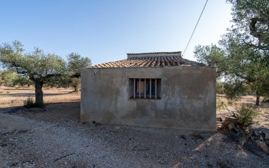 Large olive plantation (290)