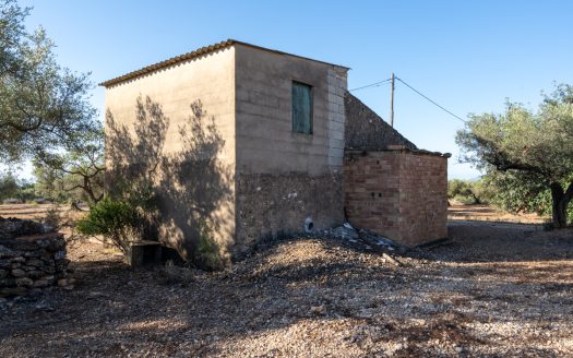 Large olive plantation (290)