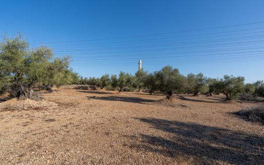 Large olive plantation (290)