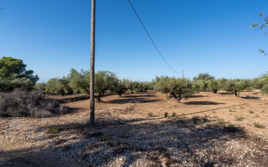 Large olive plantation (290)