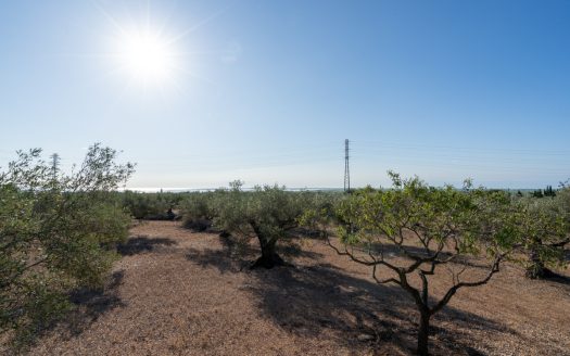 Large olive plantation (290)