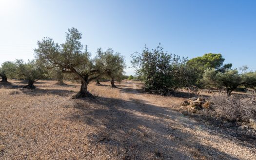 Large olive plantation (290)