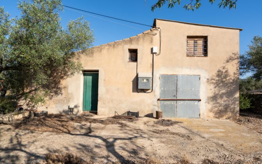 Large olive plantation (290)