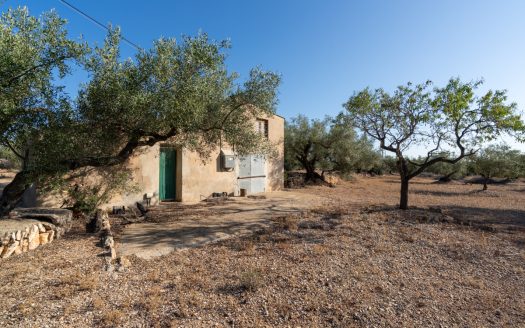 Large olive plantation (290)