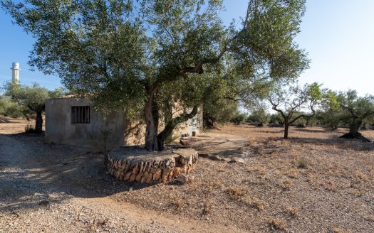 Large olive plantation (290)