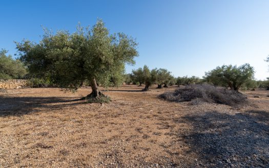 Large olive plantation (290)