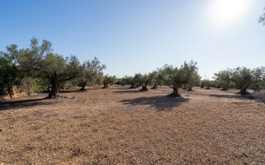 Large olive plantation (290)
